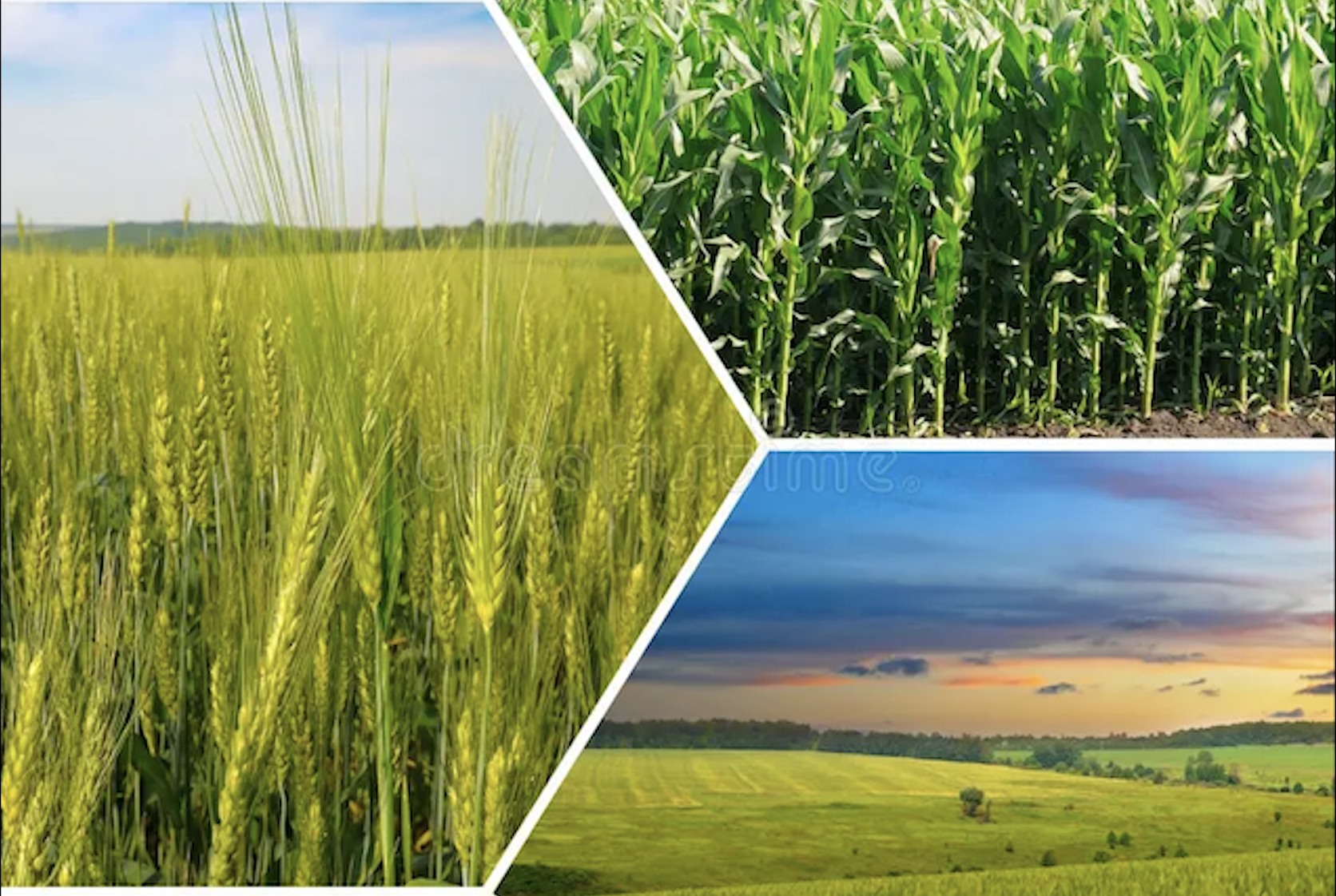 Plant Disease Analysis